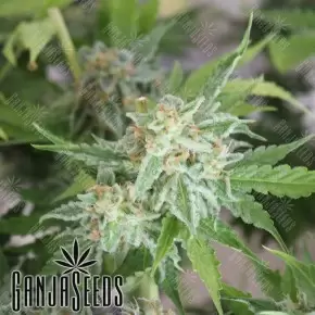 Vertigo feminised Ganja Seeds