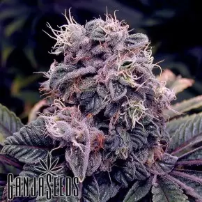 Auto Blueberry feminised Ganja Seeds
