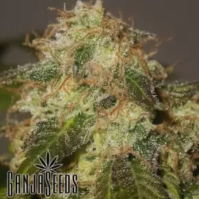Auto Big Devil feminised Ganja Seeds