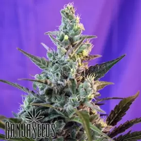 Auto Sweet Skunk feminised Ganja Seeds
