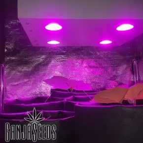 გროუბოქსის ნაკრები ჯინი  1200х1200х2000 + გაგარინი 4