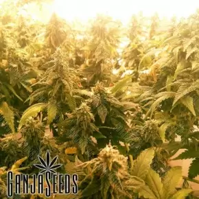 Pablo Escobar feminised Ganja Seeds