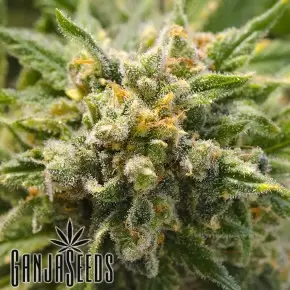 Mango Haze CBD feminised Ganja Seeds