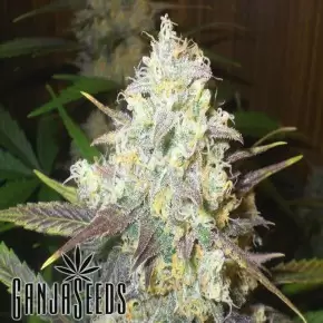 Auto Chocolope feminised Ganja Seeds