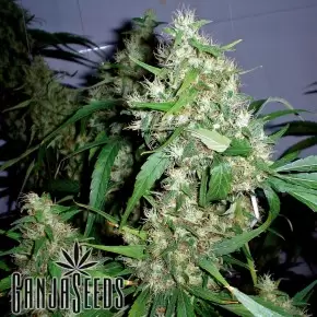 Auto Chronic Ryder feminised Ganja Seeds