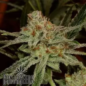 Auto Lemon Skunk feminised Ganja Seeds