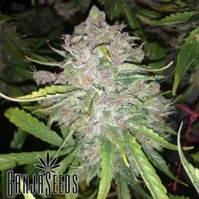 Auto Maxi Gom feminised Ganja Seeds