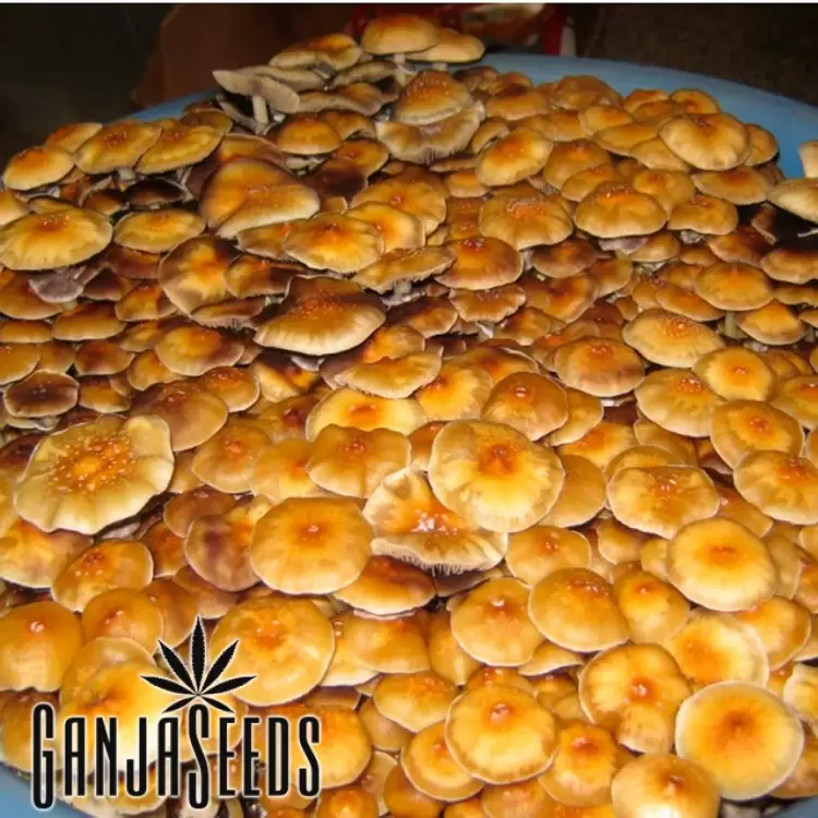 Colombian Rust Spore (Red Spore)
