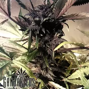 Auto Purple feminised Ganja Seeds