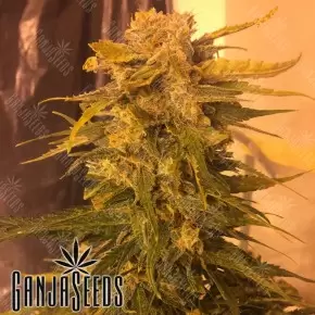 Cream Mandarine feminised Ganja Seeds Fast Version