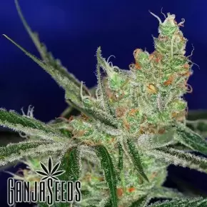 Auto Somango feminised Ganja Seeds