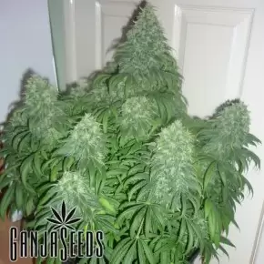 Auto Californian Orange feminised Ganja Seeds