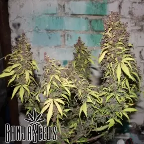 Auto Super Skunk feminised Ganja Seeds