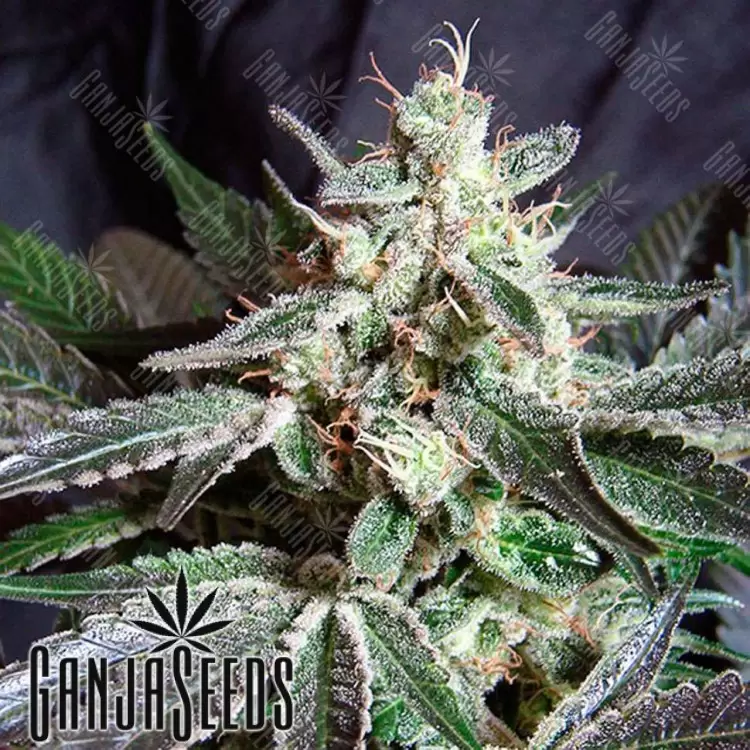Black Jack feminised Ganja Seeds Fast Version