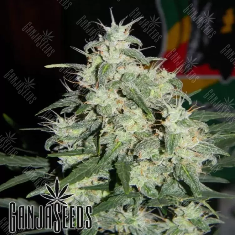 Auto Little Russian feminised Ganja Seeds