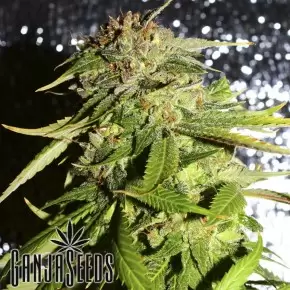 AK 49 feminised Ganja Seeds