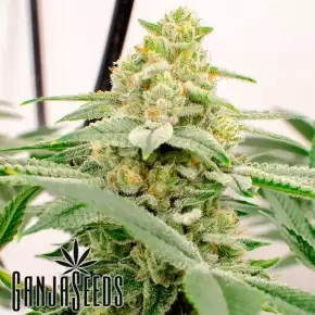Kerosene Krash feminised Ganja Seeds