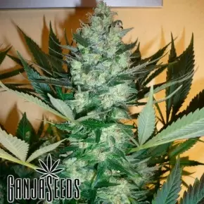 AK 47 feminised Ganja Seeds