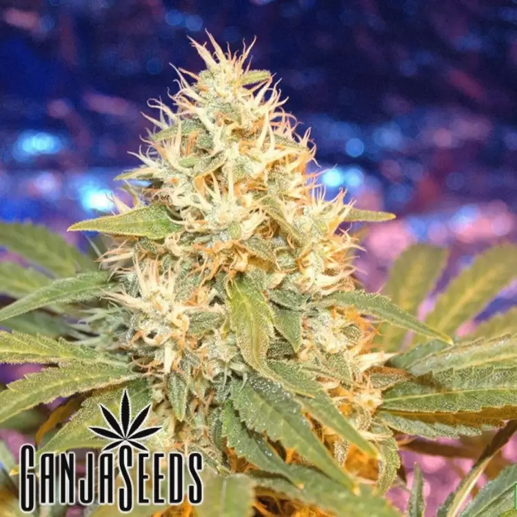 Amnesia feminised Ganja Seeds