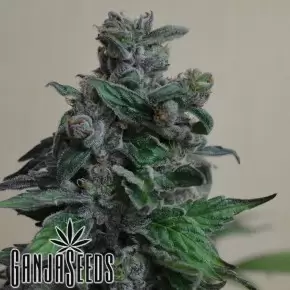 Black Domina feminised Ganja Seeds