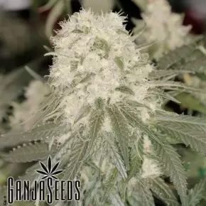 Bad Azz Kush feminised Ganja Seeds
