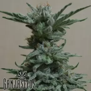 Black Russian feminised Ganja Seeds