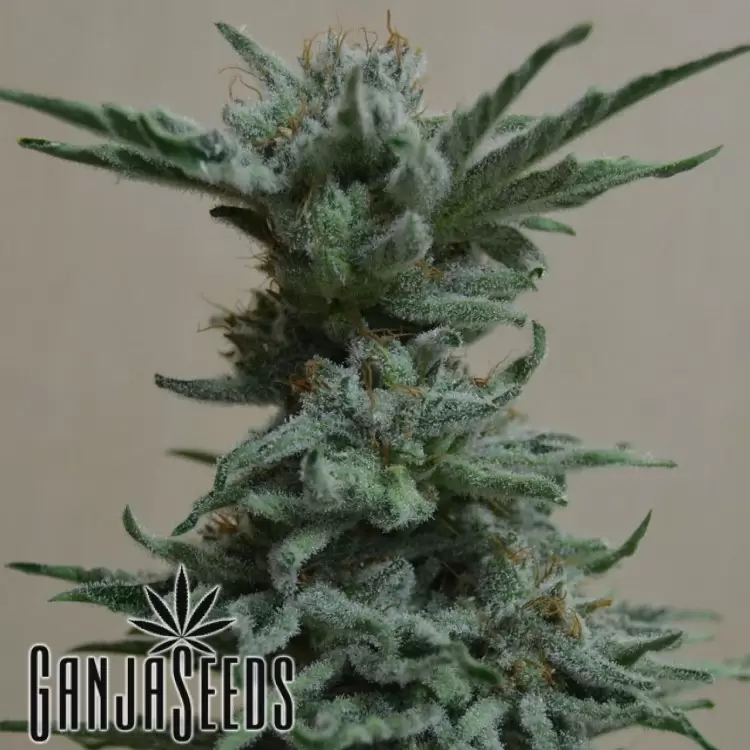 Black Russian feminised Ganja Seeds