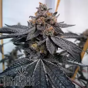 Do-Sweet-Dos feminised Ganja Seeds