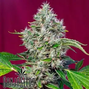 San Fernando Lemon Kush feminised Ganja Seeds