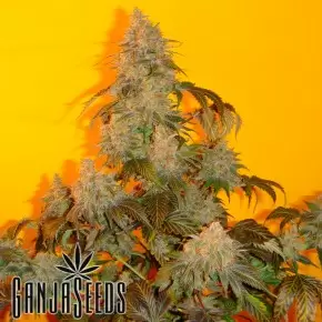 Bubble Gum feminised Ganja Seeds