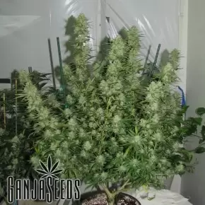 Cheese feminised Ganja Seeds