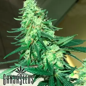 Critical Sensi Star feminised Ganja Seeds