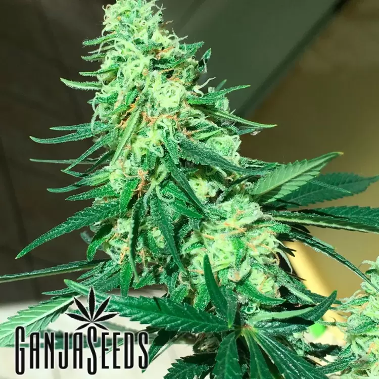 Critical Sensi Star feminised Ganja Seeds