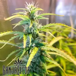 Green Crack feminised Ganja Seeds