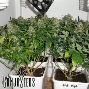 Early Skunk feminised Ganja Seeds