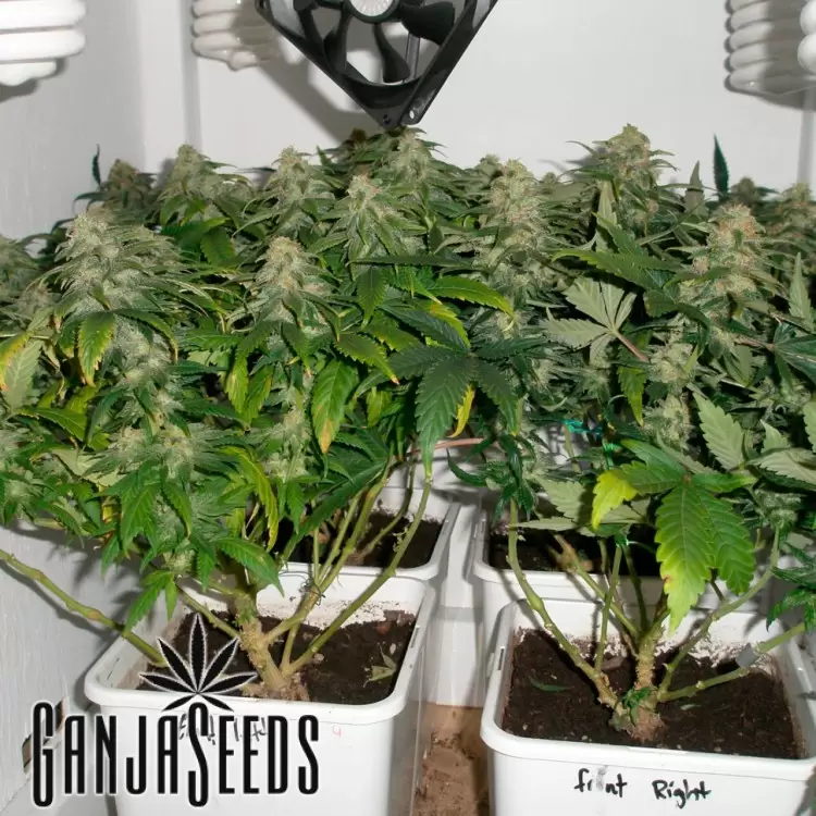 Early Skunk feminised Ganja Seeds