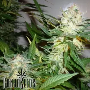 Great White Shark feminised Ganja Seeds