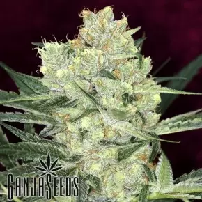 Hindu Kush feminised Ganja Seeds