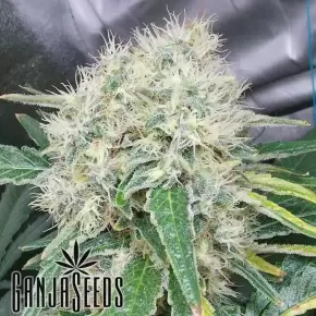 Hashberry feminised Ganja Seeds