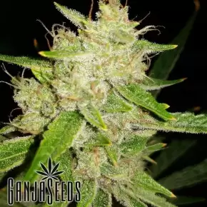 Lennon feminised Ganja Seeds