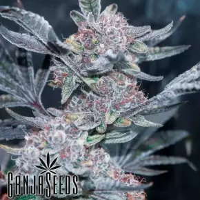 Auto Tropicana Cookies feminised Ganja Seeds