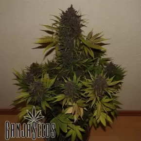 LSD feminised Ganja Seeds