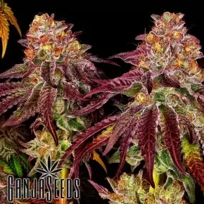 Mimosa feminised Ganja Seeds