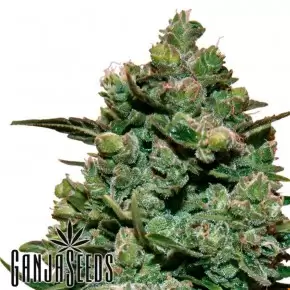 Cookies Kush feminised Ganja Seeds