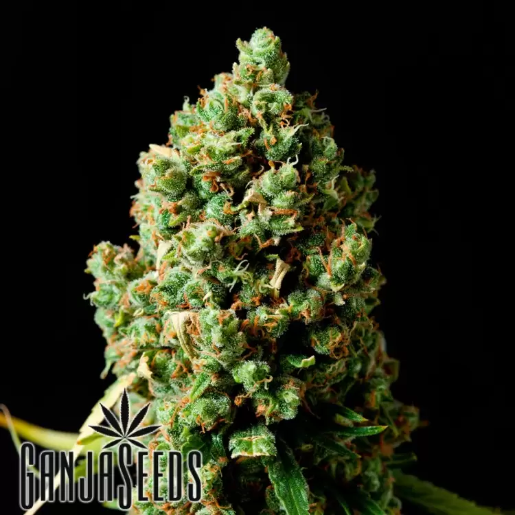 Critical Kush feminised Ganja Seeds