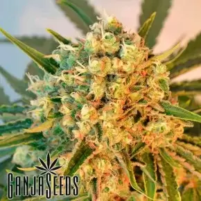 Freddy's Best feminised Ganja Seeds