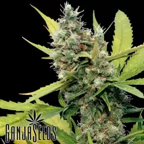 Honey B feminised Ganja Seeds