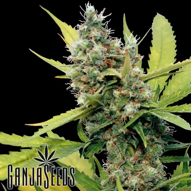 Honey B feminised Ganja Seeds