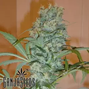 Nibiru feminised Ganja Seeds