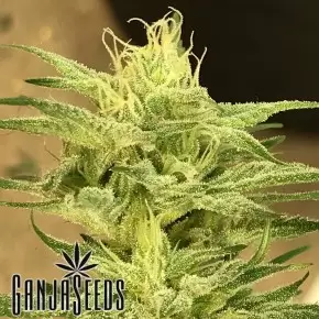Satori feminised Ganja Seeds